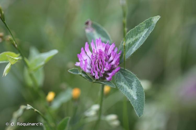 <i>Trifolium pratense</i> L., 1753 © O. Roquinarc'h