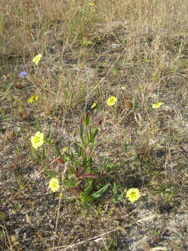 <i>Tuberaria guttata</i> (L.) Fourr., 1868 © P. Gourdain