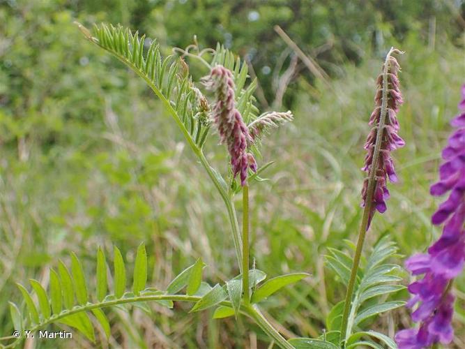 <i>Vicia incana</i> Gouan, 1764 © Y. Martin