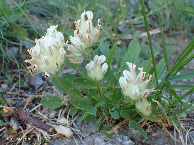 <i>Anthyllis vulneraria </i>subsp.<i> alpestris</i> (Kit. ex Schult.) Asch. & Graebn., 1908 © Y. Martin