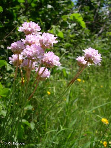 <i>Armeria arenaria </i>(Pers.) Schult., 1820 subsp.<i> arenaria</i> © O. Escuder
