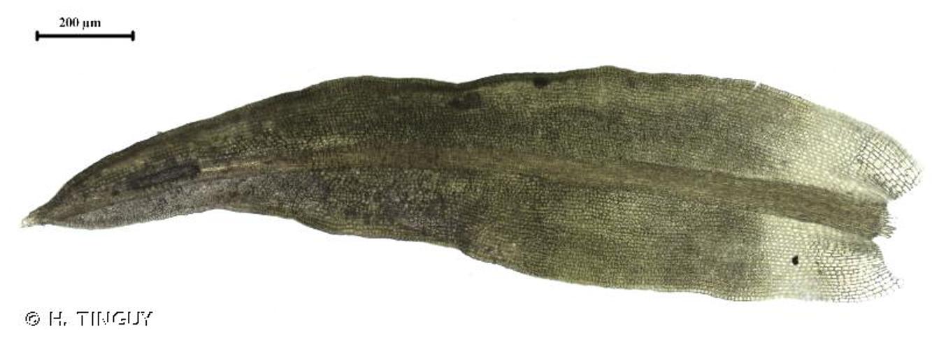 <i>Trichostomum crispulum</i> Bruch, 1829 © H. TINGUY