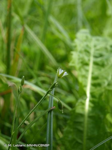 <i>Cerastium fontanum </i>subsp.<i> vulgare</i> (Hartm.) Greuter & Burdet, 1982 © M. Leblanc MNHN/CBNBP