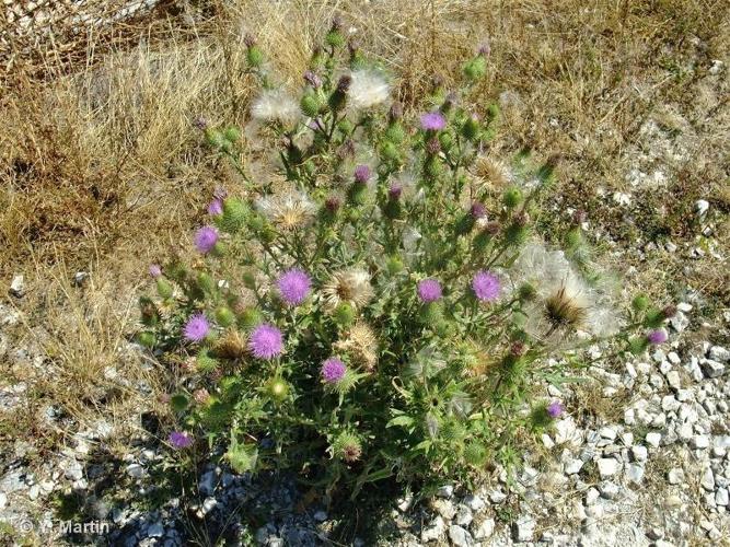 <i>Cirsium vulgare </i>(Savi) Ten., 1838 subsp.<i> vulgare</i> © 