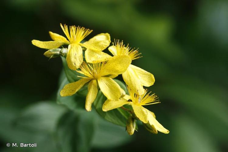 <i>Hypericum richeri </i>subsp.<i> burseri</i> (DC.) Nyman, 1878 © M. Bartoli