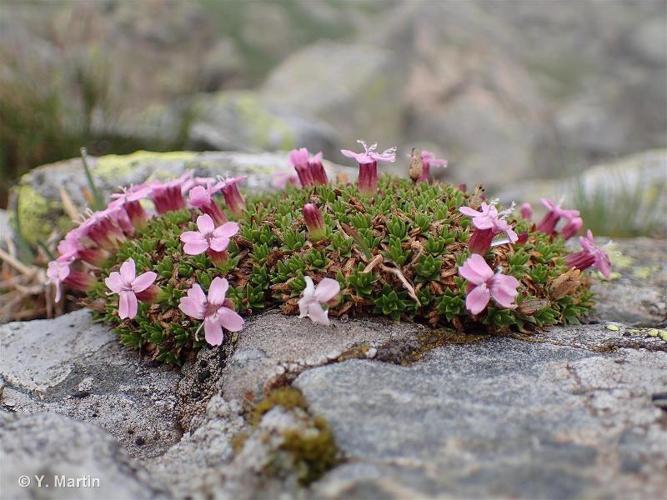 <i>Silene acaulis </i>subsp.<i> bryoides</i> (Jord.) Nyman, 1878 © 