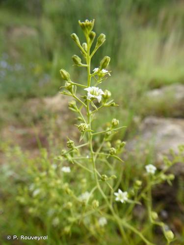 <i>Thesium humifusum </i>subsp.<i> divaricatum</i> (Mert. & W.D.J.Koch) Bonnier & Layens, 1894 © P. Rouveyrol