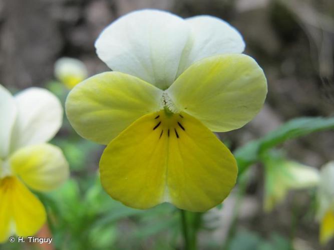 <i>Viola tricolor </i>subsp.<i> saxatilis</i> (F.W.Schmidt) Arcang., 1882 © H. Tinguy