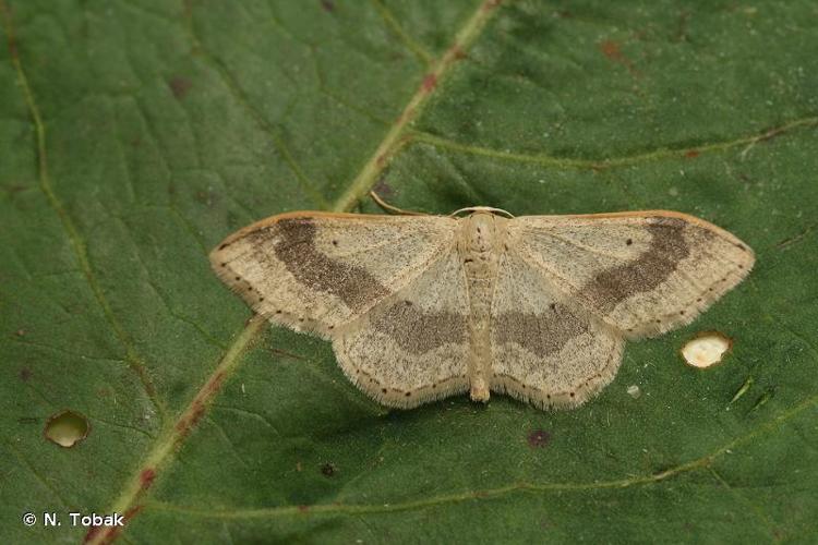 <i>Idaea aversata</i> (Linnaeus, 1758) © N. Tobak