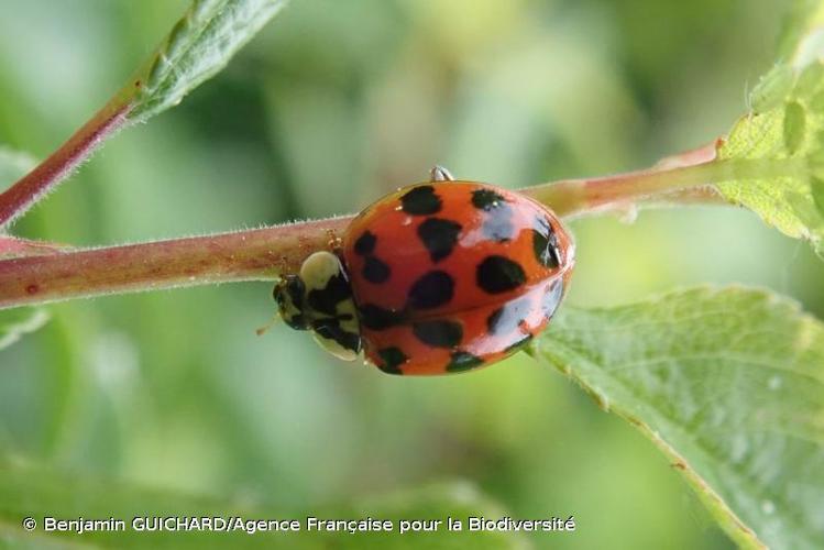 <i>Harmonia axyridis</i> (Pallas, 1773) © Benjamin GUICHARD/Agence Française pour la Biodiversité