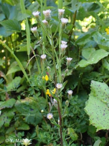 <i>Erigeron acris </i>L., 1753 subsp.<i> acris</i> © 