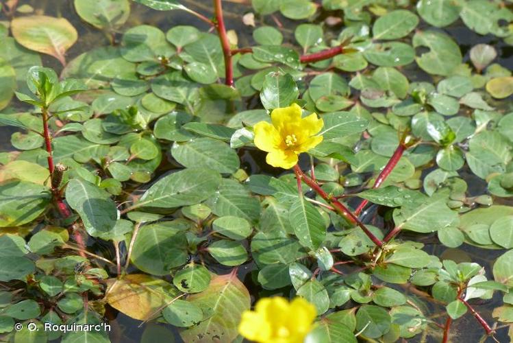 <i>Ludwigia peploides</i> (Kunth) P.H.Raven, 1964 © O. Roquinarc'h