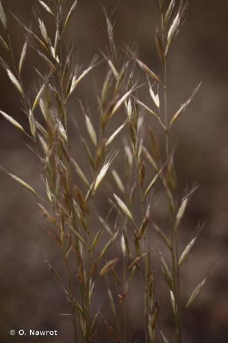 <i>Helictochloa bromoides</i> (Gouan) Romero Zarco, 2011 © O. Nawrot