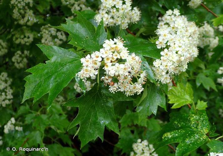 <i>Sorbus torminalis</i> (L.) Crantz, 1763 © O. Roquinarc'h