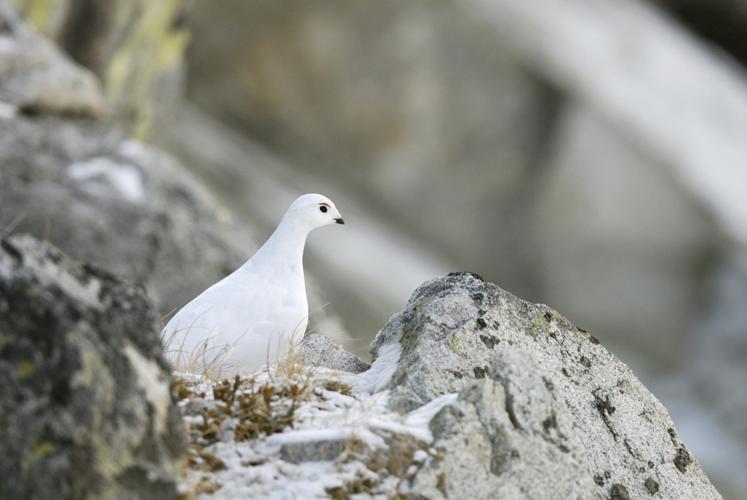 Lagopus muta pyrenaica Hartert, 1921 © NEDELEC Laurent