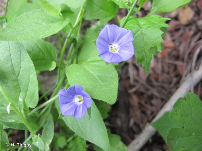 <i>Convolvulus siculus</i> L., 1753 © H. Tinguy