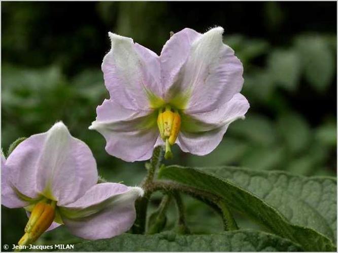 <i>Solanum tuberosum</i> L., 1753 © J.-J. Milan