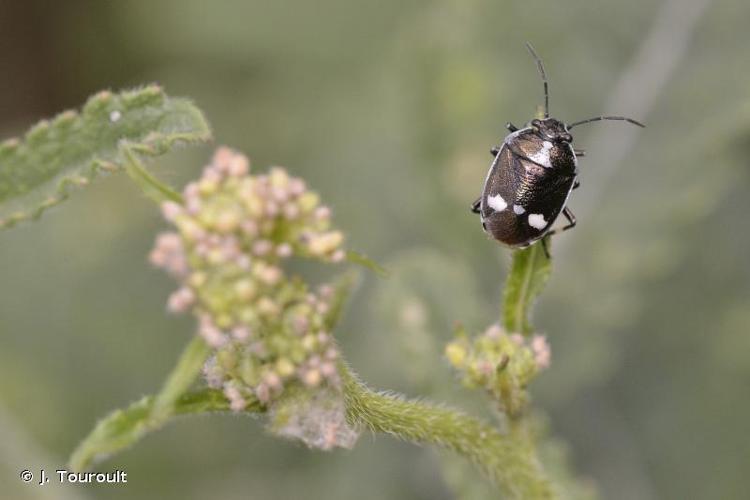 <i>Eurydema oleracea</i> (Linnaeus, 1758) © J. Touroult