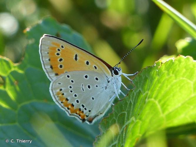 <i>Lycaena dispar</i> (Haworth, 1802) © C. Thierry