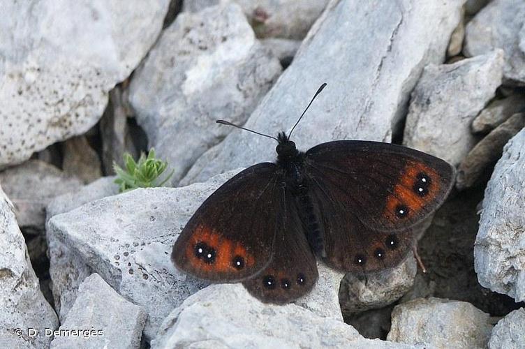 <i>Erebia lefebvrei</i> (Boisduval, 1828) © D. Demergès