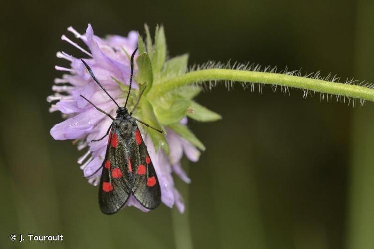 <i>Zygaena lonicerae</i> (Scheven, 1777) © J. Touroult