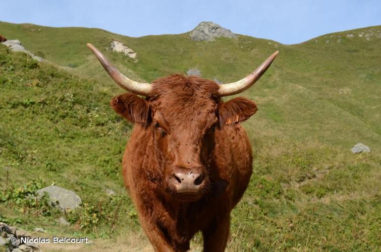 <i>Bos taurus</i> Linnaeus, 1758 © Nicolas Belcourt