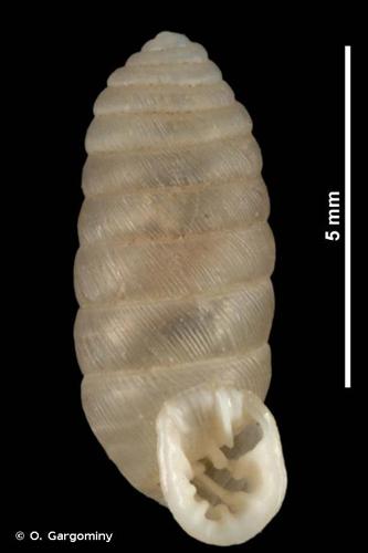 <i>Abida cylindrica</i> (Michaud, 1829) © O. Gargominy