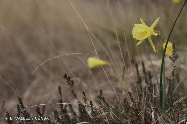 <i>Narcissus gigas</i> (Haw.) Steud., 1841 © E. VALLEZ / CBNSA