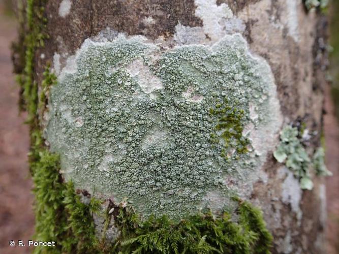 <i>Pertusaria pertusa</i> (Weigel) Tuck. © R. Poncet