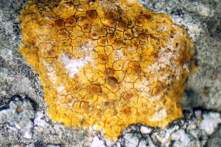 <i>Caloplaca placidia</i> (A.Massal.) J. Steiner, 1916 © J. Vallade