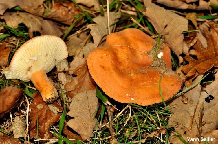 <i>Lactarius rugatus</i> Kühner & Romagn., 1954 © Y. Sellier