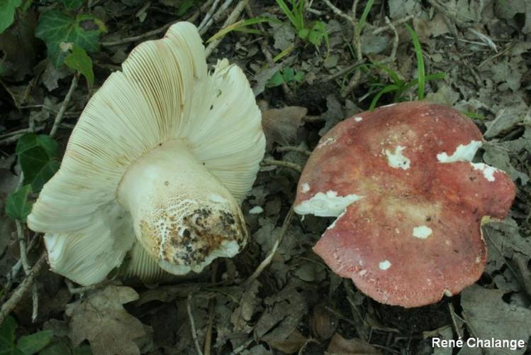 <i>Russula alutacea</i> (Pers. : Fr.) Fr. © R. Chalange