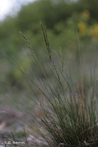 <i>Festuca longifolia</i> Thuill., 1799 © O. Nawrot