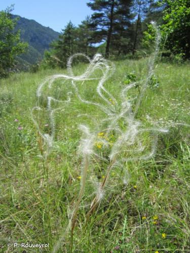 <i>Stipa pennata</i> L., 1753 © P. Rouveyrol