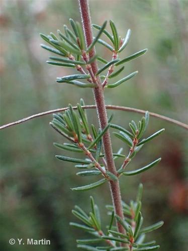 <i>Erica cinerea</i> L., 1753 © 