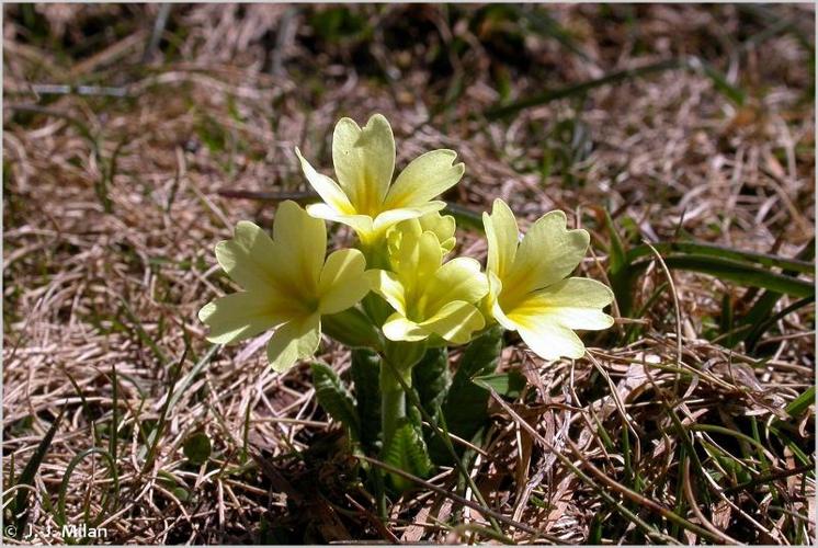 <i>Primula elatior</i> (L.) Hill, 1765 © 