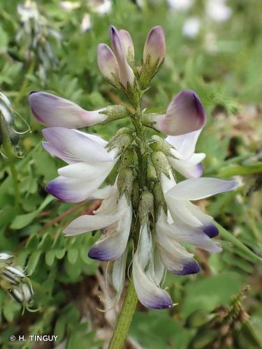 <i>Astragalus alpinus</i> L., 1753 © H. TINGUY