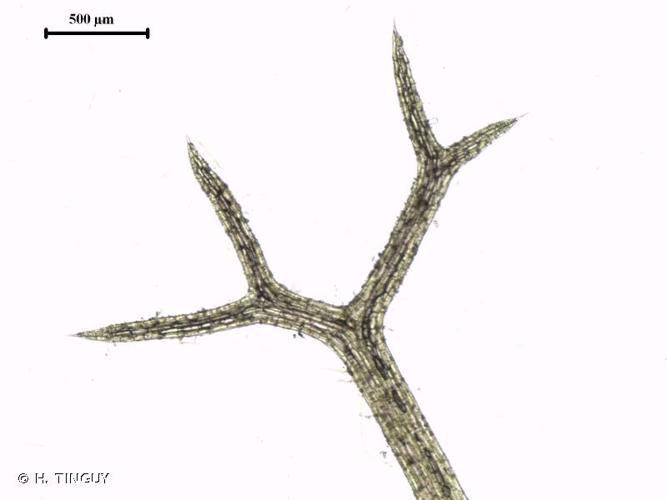 <i>Utricularia minor</i> L., 1753 © H. TINGUY