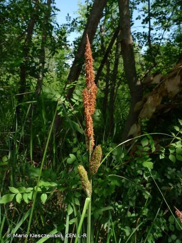 <i>Carex hispida</i> Willd., 1801 © Mario Klesczewski, CEN L-R