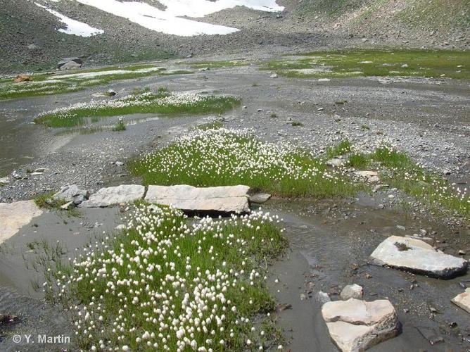 <i>Eriophorum scheuchzeri</i> Hoppe, 1800 © 