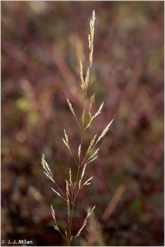 <i>Agrostis capillaris</i> L., 1753 © 