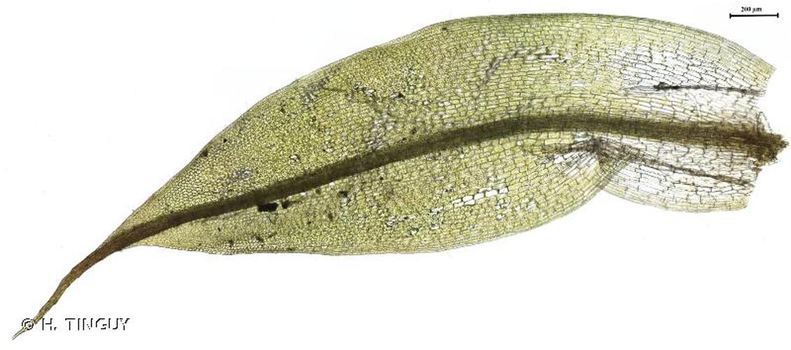 <i>Tortula mucronifolia</i> Schwägr., 1811 © H. TINGUY