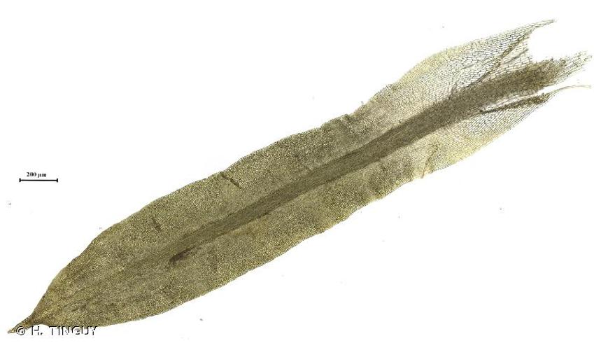 <i>Trichostomum brachydontium</i> Bruch, 1829 © H. TINGUY