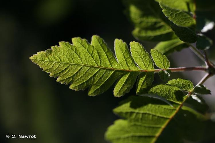 <i>Sorbus legrei</i> Cornier, 2009 © O. Nawrot