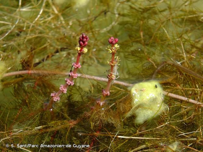 <i>Myriophyllum spicatum</i> L., 1753 © S. Sant/Parc Amazonien de Guyane