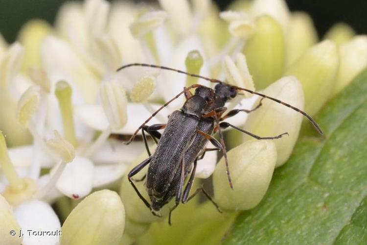 <i>Grammoptera ruficornis ruficornis</i> (Fabricius, 1781) © J. Touroult