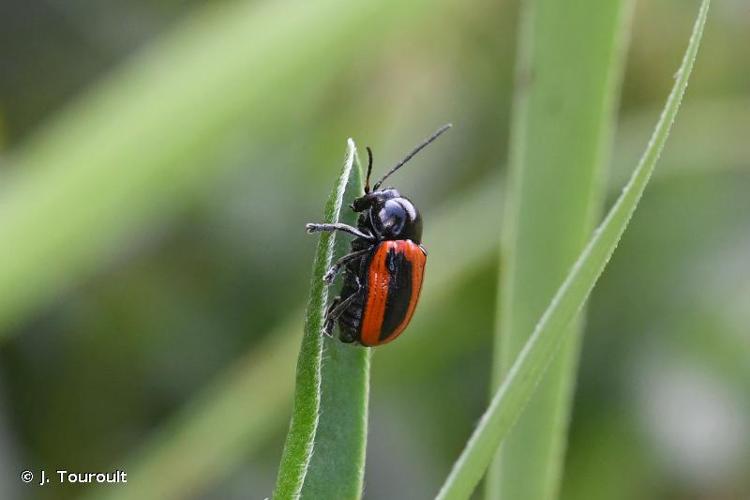 <i>Cryptocephalus bipunctatus</i> (Linnaeus, 1758) © J. Touroult