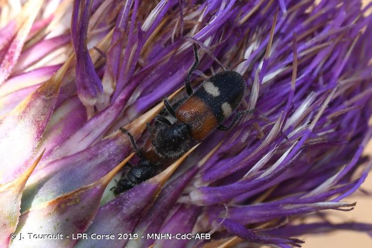 <i>Tilloidea transversalis</i> (Charpentier, 1825) © J. Touroult - LPR Corse 2019 - MNHN-CdC-AFB