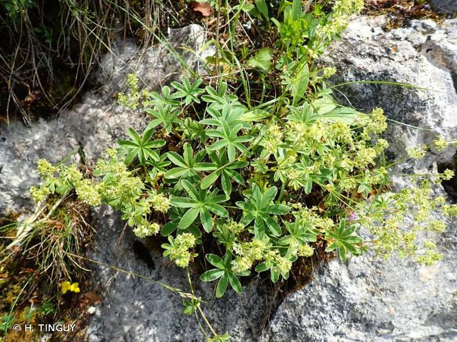 <i>Alchemilla alpigena</i> Buser, 1894 © H. TINGUY