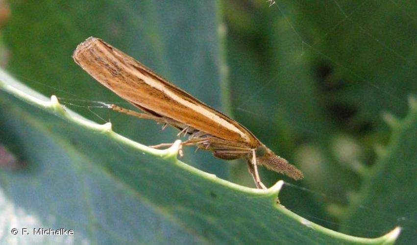 <i>Agriphila tristella</i> (Denis & Schiffermüller, 1775) © F. Michalke